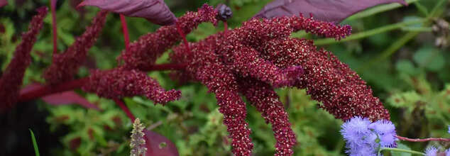 Looking For Vegan Protein? This Ayurvedic Plant Is Complete With All 9 Amino Acids