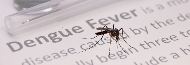 Dengue on the rise: how climate and geography impact dengue