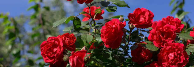 Discover Everything About These 3 Flowers Have Ayurvedic Healing Power