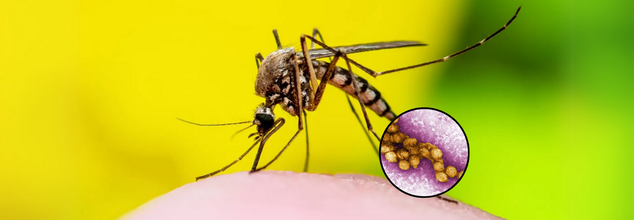 West Nile Virus Detected In UK Mosquitoes For The First Time- How You Can Protect Yourself?
