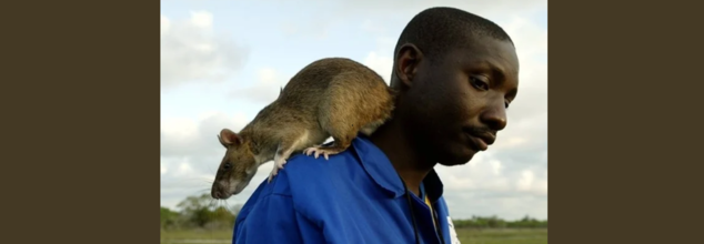 African Giant rats can smell TB
