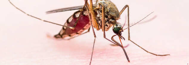 Scientists Derive Unique Method To Counter Malaria—Feed Mosquitos With Drugs