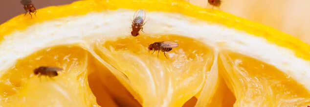 Where Do Fruit Flies Lay Eggs And What Happens When You Eat Them?