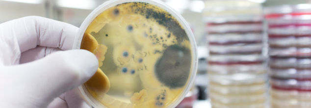Global Warming Is Behind the Rise of Dangerous New Fungal Diseases