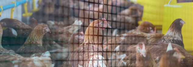 11-Year-Old Dies From H5N1 Bird Flu In Cambodia, Country Records 100% Fatality Rate In All Human Bird Flu Cases