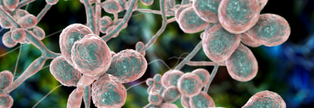 Lethal Fungus Is Spreading Across Many US States, Why Is It Concerning?