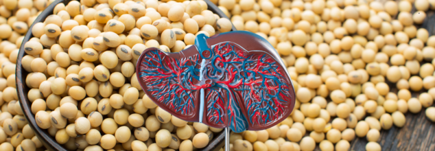 what happens to your liver when you consume soybeans?