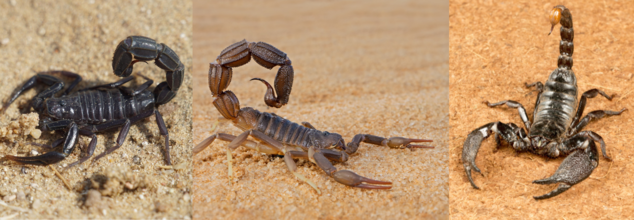 Fact Check: Can Scorpion Venom Really Treat Cancer?