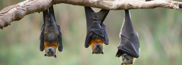 Outbreak Warning: New Viruses Found In Bats Living Near People In China