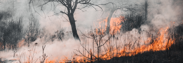 Wildfire Smoke May Rewire Your Immune System, Scientists Warn: Here’s How It Impacts Your Health