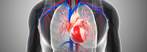1970 To 2020 Notes For A Major Decline In Heart Disease Deaths In US