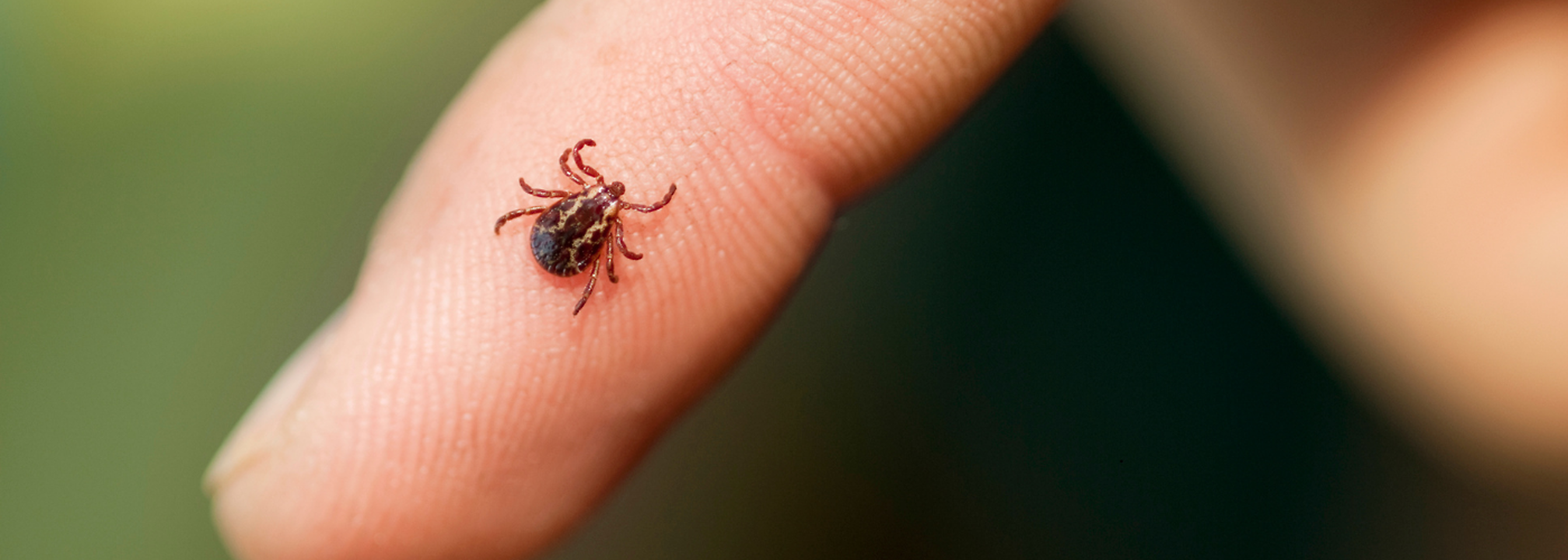 US Sees Sharp Rise In Dangerous Ticks That Trigger Meat Allergy ...