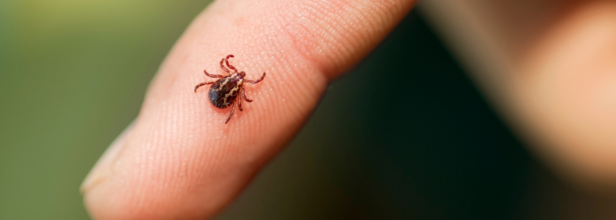 US Sees Sharp Rise In Dangerous Ticks That Trigger Meat Allergy