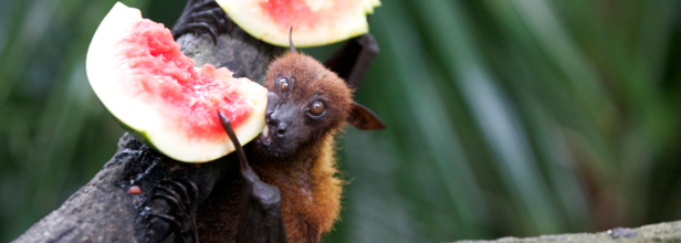 Why the Nipah Virus Still Persists After 25 Years in Southeast Asia