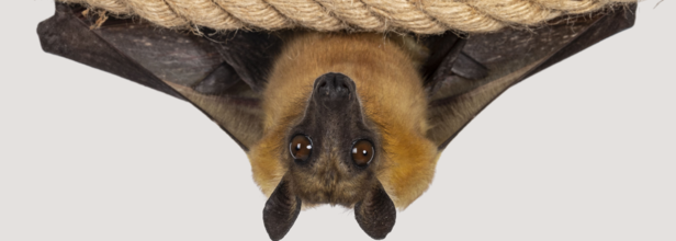 Australian Man Dies From An 'Extremely Rare' Rabies Like Infection After A Bat Bite