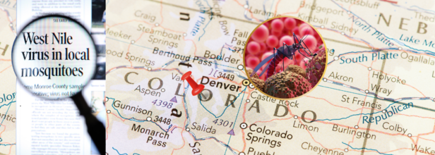West Nile Virus Spotted In Weld County Mosquitoes, Here’s What You Need To Know