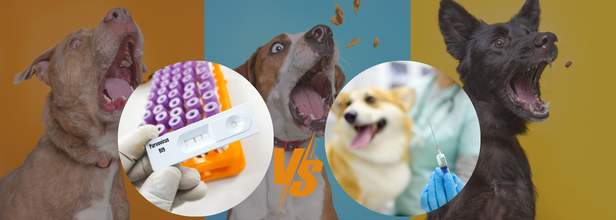 Canine Parvovirus Outbreak Among Pet Dogs In Ontario, Can Humans Also Get Infected?