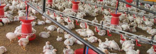 With CDC Ending H5N1 Emergency Response, Here Are 7 Bird Flu Facts You Should Still Keep In Mind