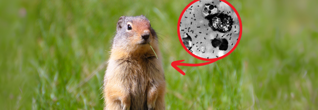 Pneumonic Plague Death Raises Alarm, Can Prairie Dogs Be The Cause Of It?