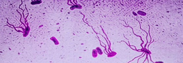 This Age-Old Killer Is Spreading Fast, Why Super Typhoid Isn’t Just A ‘Poor Country’ Problem Anymore