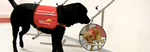 Forget Blood Tests Now Dogs Can Sniff Out Parkinson’s Before Symptoms Appear