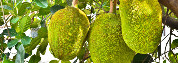 Can A Jackfruit Get You Drunk? 3 Kerala Drivers Failed Breath Analyzer Test After Consuming This Fruit