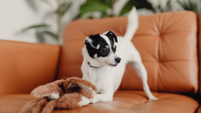 Easy Restorative Yoga Pose Inspired From Dogs – You May Be Doing It Wrong!
