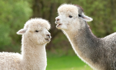 Wait What! Way Scientists Are Turning To Llamas To Cure Schizophrenia?