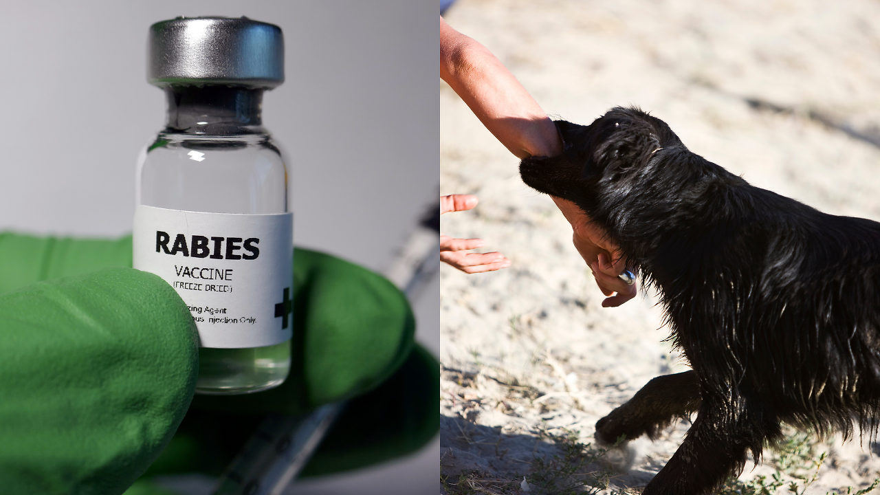 Rabies Can Kill Without a Bite: Why Even a Lick Deserves Urgent Action ...