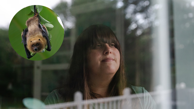 How A Bat-Scare Cost A 33-year-old Massachusetts Resident A Medical Bill Of $20,000