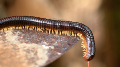 Could Millipedes Help Treat Pain And Parkinson’s?