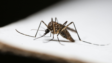 West Nile Virus Detected In Mosquito Samples From Chatham-Kent