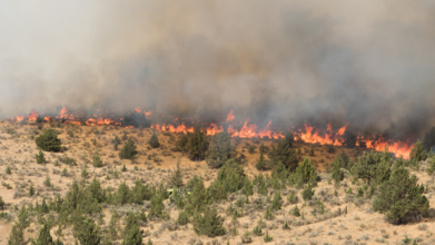 Depression, Suicides, Overdoses: Study Reveals The Psychological Aftermath Of US Wildfire