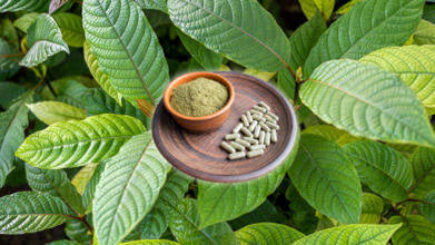 Fact Check: Is Kratom Supplement A 'Natural' Healer Or An 'Addictive' Danger?