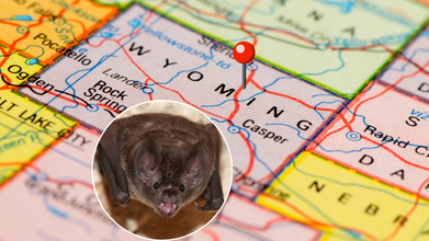 Wyoming Health Officials Hunt for 200 Exposed Tourists After Bat-Infested Cabins Spark Rabies Scare