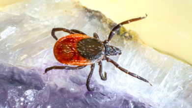 Invasive New Tick Species Could Spread Little-Known Infectious Disease, Scientists Warn