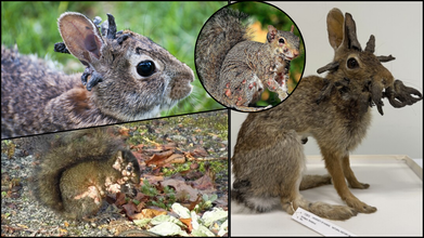 From 'Frankenstein Rabbits' To 'Zombie Squirrels': What These Unsettling Traits Reveal About Parasitic Illnesses