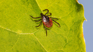 First Rocky Mountain Spotted Fever Case Confirmed In Quebec