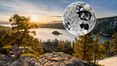 California Resident Tests Positive For Plague, Officials Trace Case Back To Lake Tahoe Flea