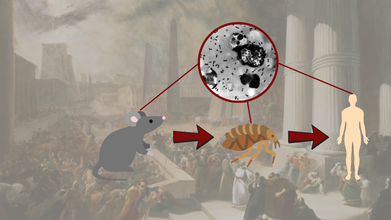 What History Teaches Us About Plague? Are There More Than One Type?