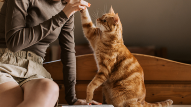 Yes! Cats Have Dementia, And They Could Be The Key To Dementia Care For Humans