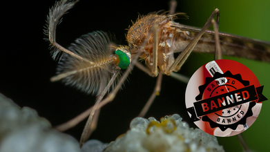 Chikungunya Vaccine License Suspended In U.S. By FDA