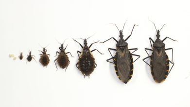Kissing Bugs Disease Could Soon Become An Endemic, Says CDC