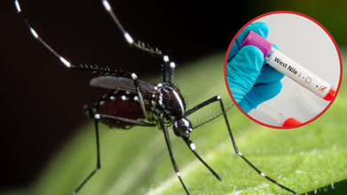 West Nile Virus Cases Are On the Rise, Health Officials Warn: First Signs Of West Nile In Children?