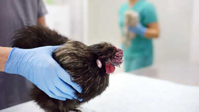 US Dairy Cows In Nebraska Test Positive For Bird Flu