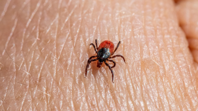 What Is Babesia That Could Block Your Lyme Disease Recovery?
