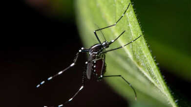 LA County Detects First Human West Nile Case