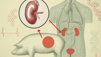 The Scientific Breakthrough Of Pig Organ Transplants May Become A Religious Dilemma For Some