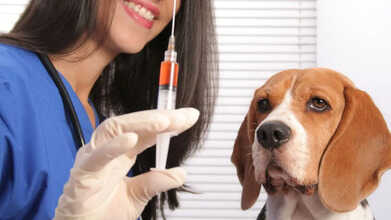 world rabies day 2025