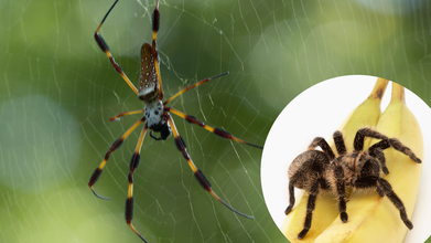 Banana Spider's Venom That Causes Extremely Painful Erection Could Be The Cure For Erectile  Dysfunction